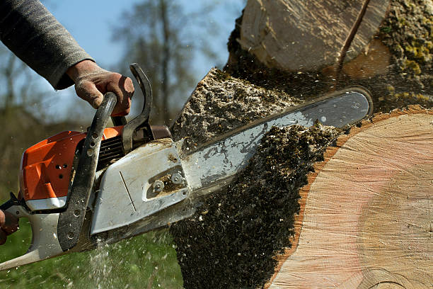 Best Tree Trimming and Pruning  in Clarkson Valley, MO